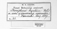 Thecaphora capsularum image